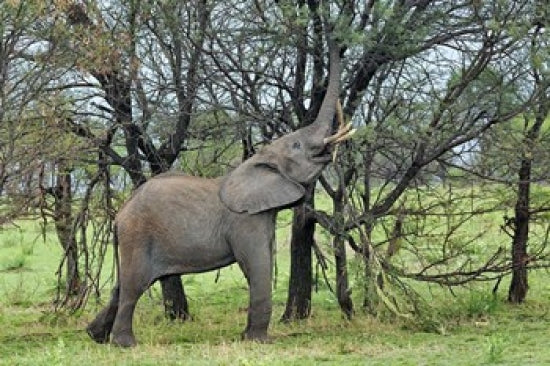 African Elephant Feeding on Tree Bark Poster Print by Adam Jones