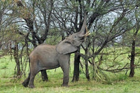 African Elephant Feeding on Tree Bark Poster Print by Adam Jones