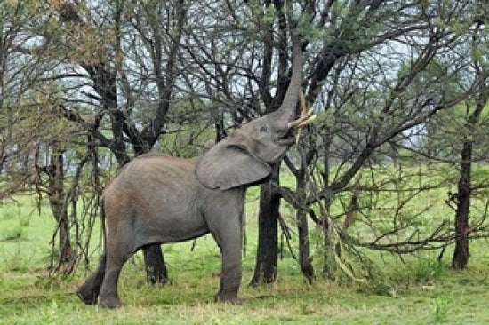 African Elephant Feeding on Tree Bark in Serengeti National Park Poster Print