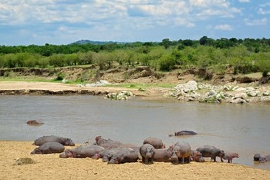 Hippopotamus at Mara River in Serengeti National Park Poster Print by Adam Jones