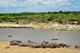 Hippopotamus at Mara River in Serengeti National Park Poster Print by Adam Jones