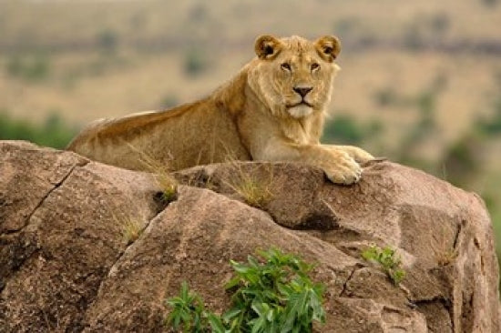 Lion in Serengeti National Park Poster Print by Adam Jones