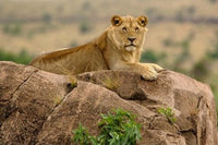 Lion in Serengeti National Park Poster Print by Adam Jones