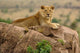 Lion in Serengeti National Park Poster Print by Adam Jones