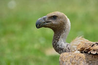 Ruppell's Vulture Poster Print showcasing the stunning Serengeti National Park scenery.