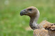 Ruppell's Vulture Poster Print showcasing the stunning Serengeti National Park scenery.