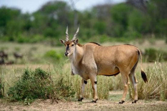 Giant Eland wildlife poster print from Serengeti National Park by Adam Jones
