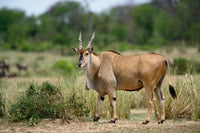 Giant Eland wildlife poster print from Serengeti National Park by Adam Jones