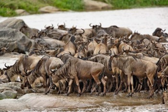 Wildebeest herd wildlife poster print from Serengeti National Park, Tanzania by Adam Jones.