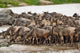 Wildebeest herd wildlife poster print from Serengeti National Park, Tanzania by Adam Jones.
