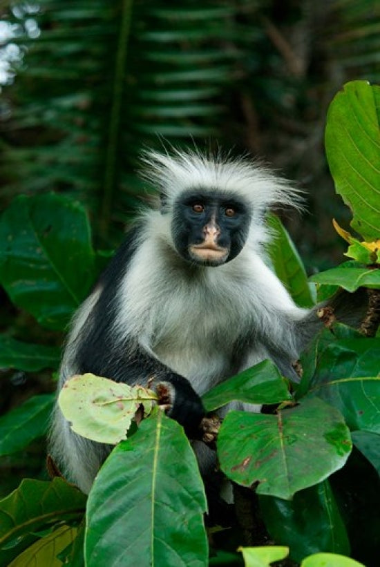 Tanzania Zanzibar Red Colobus Monkey Poster Print by Alison Jones