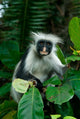 Tanzania Zanzibar Red Colobus Monkey Poster Print by Alison Jones