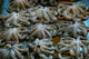 Tanzania Zanzibar Stone Town Darajani Market Octopus Poster Print by Alison Jones