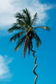 Tanzania Zanzibar curly-que trunk of palm tree poster print by Alison Jones.