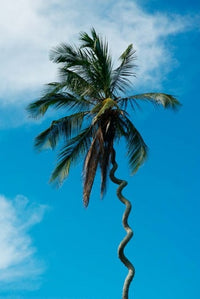 Tanzania Zanzibar Curly-Que Palm Tree Poster Print by Alison Jones