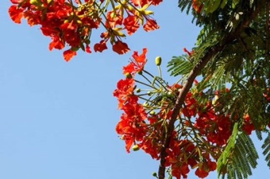 Close-Up of African Flame Tree Poster Print by Alida Latham showcasing vibrant colors and details.