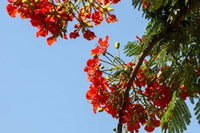 Close-Up of African Flame Tree Poster Print by Alida Latham showcasing vibrant colors and details.