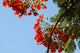 Close-Up of African Flame Tree Poster Print by Alida Latham showcasing vibrant colors and details.