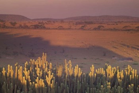 Landscape view of Serengeti National Park poster print by Art Wolfe.