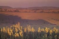 Landscape view of Serengeti National Park poster print by Art Wolfe.