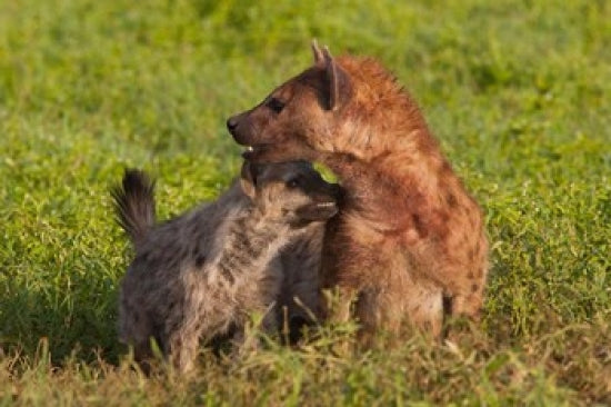 Spotted Hyena Poster Print - Ngorongoro Conservation Area, Tanzania