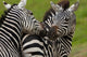 Plains Zebras in Ngorongoro Conservation Area Poster Print by Art Wolfe