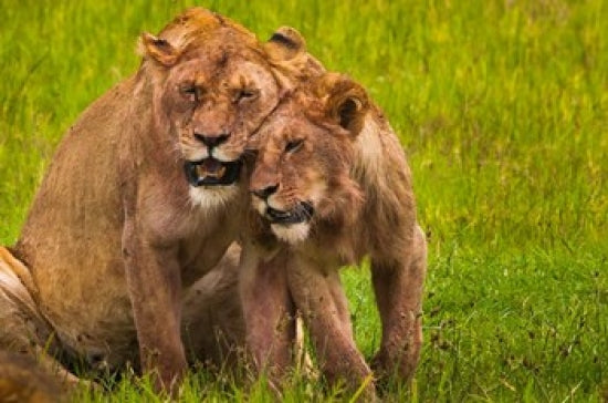 African Lions in Ngorongoro Conservation Area Poster Print by Art Wolfe