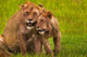 African Lions in Ngorongoro Conservation Area Poster Print by Art Wolfe