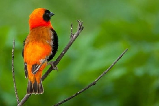 Southern Red Bishop Poster Print by Art Wolfe - Serengeti National Park
