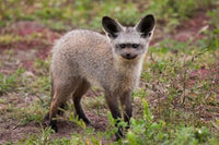 Bat-Eared Fox Poster Print by Art Wolfe showcasing wildlife in Serengeti NP, Tanzania.