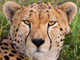 Cheetah in Serengeti National Park poster print by Art Wolfe