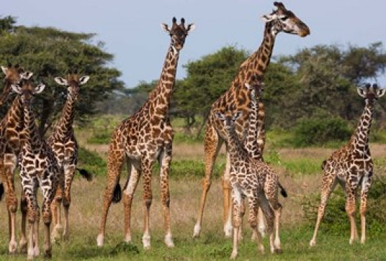 Majestic Maasai giraffe poster print from Serengeti National Park.
