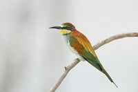 Eurasian Bee-Eater perched on tree limb near Lake Manyara, Tanzania - Poster Print.