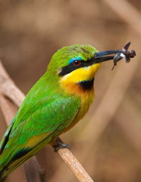 Bee-eater tropical bird poster print from Lake Manyara National Park