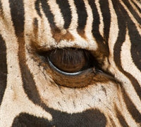 Common Zebra Eye Poster Print showcasing the intricate details of a zebra's eye from Tarangire National Park.
