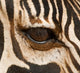 Common Zebra Eye Poster Print showcasing the intricate details of a zebra's eye from Tarangire National Park.
