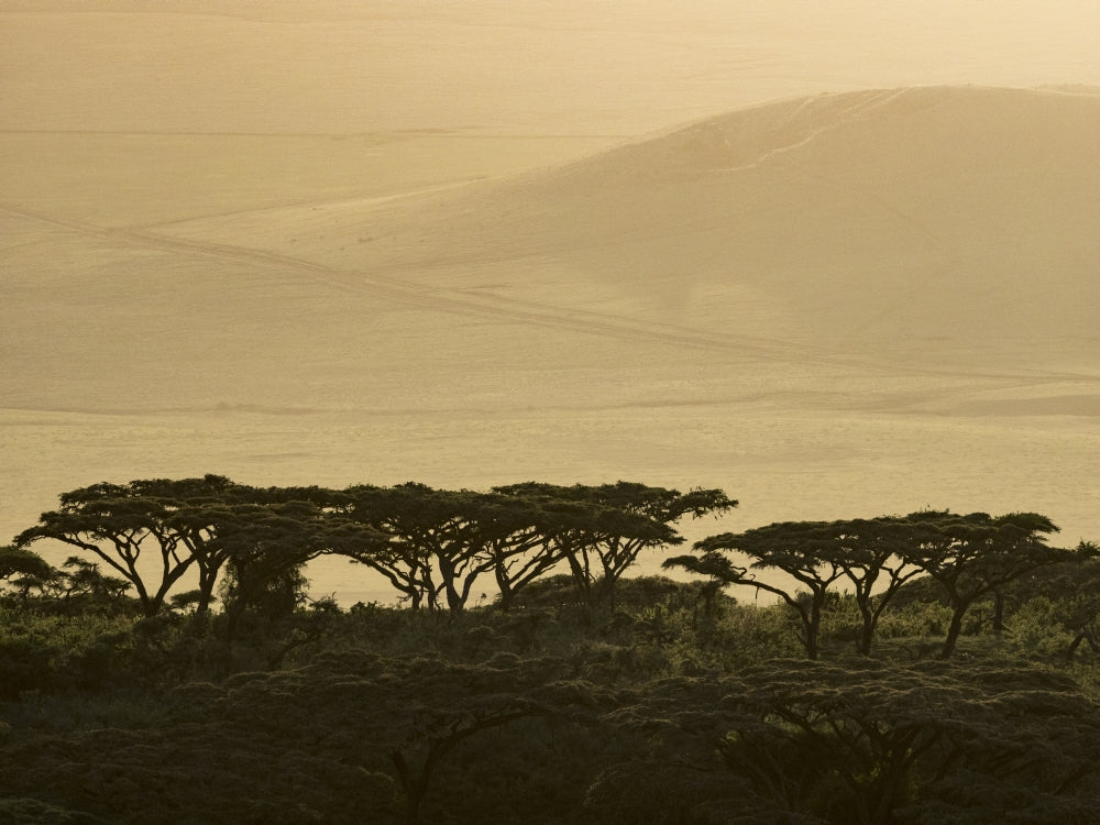Ngorongoro Conservation Area Highlands Trees Poster Print