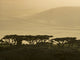 Ngorongoro Conservation Area Highlands Trees Poster Print