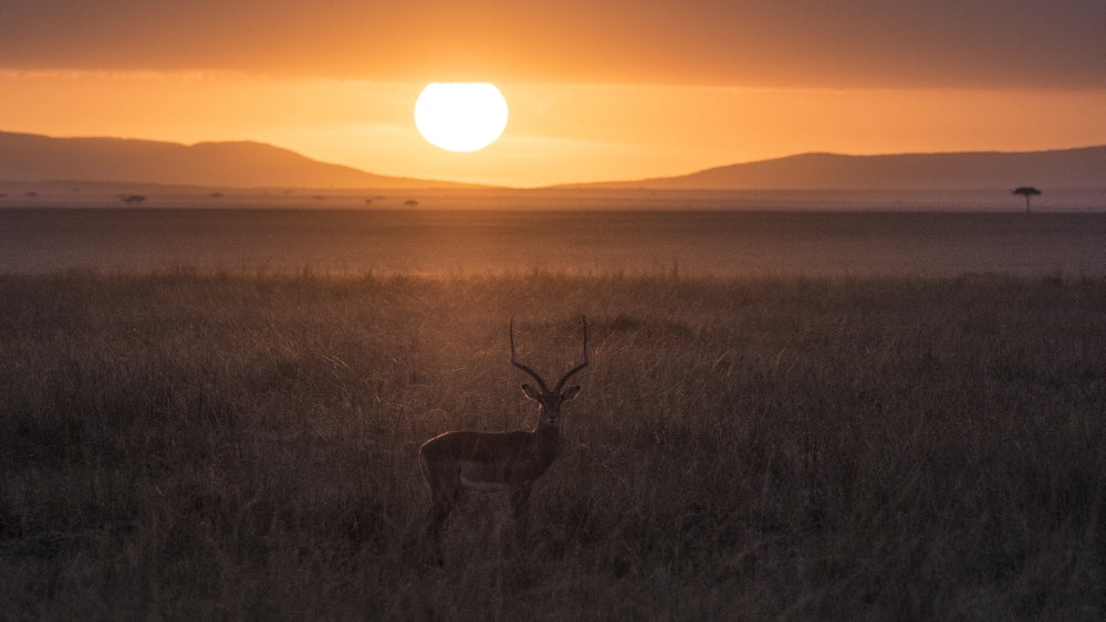 Antelope silhouetted against savannah at sunset in Ngorongoro Conservation Area.