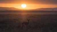 Antelope silhouetted against savannah at sunset in Ngorongoro Conservation Area.