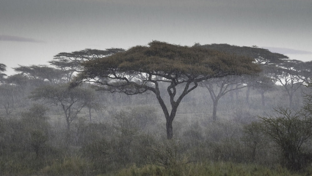 Tanzania Ngorongoro Conservation Area savannah poster print