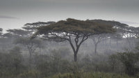 Tanzania Ngorongoro Conservation Area savannah poster print
