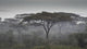Tanzania Ngorongoro Conservation Area savannah poster print