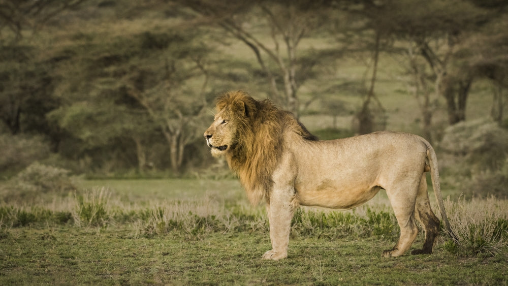 Male lion profile poster print in Ngorongoro Conservation Area