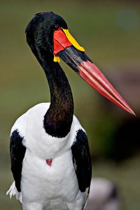 Saddle-Billed Stork Portrait Poster Print by Charles Sleicher, wildlife art