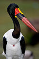 Saddle-Billed Stork Portrait Poster Print by Charles Sleicher, wildlife art