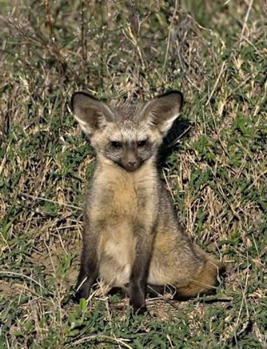 Bat-Eared Fox Poster Print by Charles Sleicher showcasing a vibrant wildlife scene.