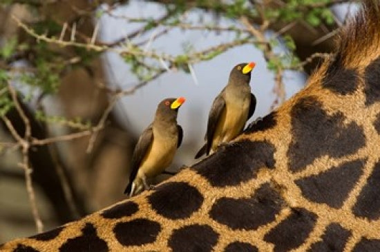 Yellow-Billed Oxpeckers on the back of a giraffe in Tanzania