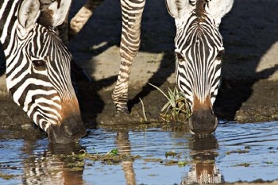 Burchell's Zebras Drinking Poster Print by Charles Sleicher, showcasing wildlife in Tanzania.