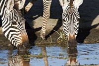 Burchell's Zebras Drinking Poster Print by Charles Sleicher, showcasing wildlife in Tanzania.